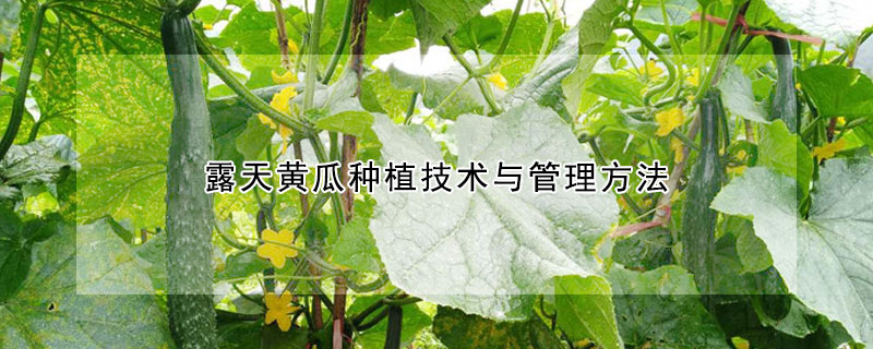 露天黄瓜种植技术与管理方法