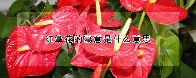 红掌花的寓意是什么意思