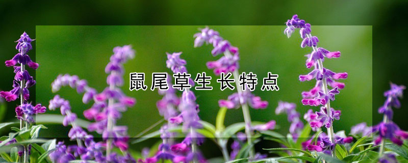 鼠尾草生长特点