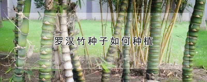 罗汉竹种子如何种植