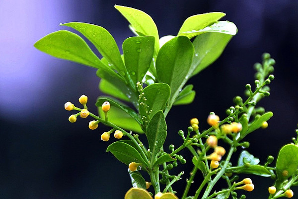 10种代表夏天的植物 夏天的代表性植物