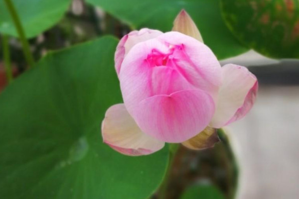 10种代表夏天的植物 夏天的代表性植物