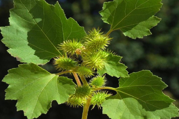 种子传播方法10种 各类植物的传播方式