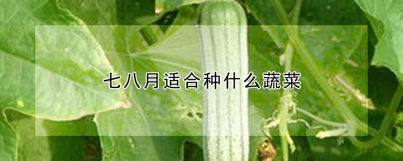 七八月适合种什么蔬菜