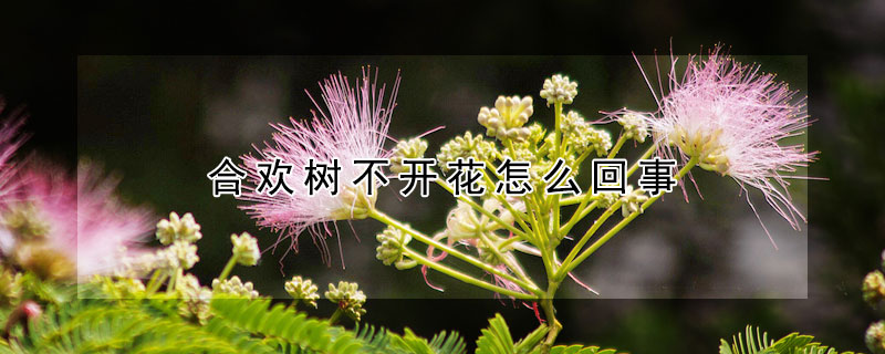 合欢树不开花怎么回事