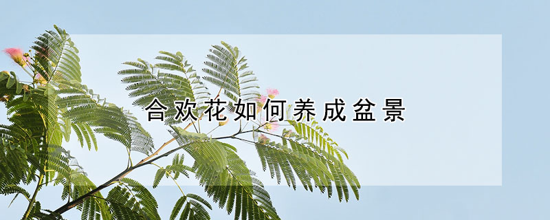 合欢花如何养成盆景