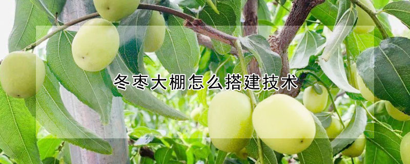 冬枣大棚怎么搭建技术