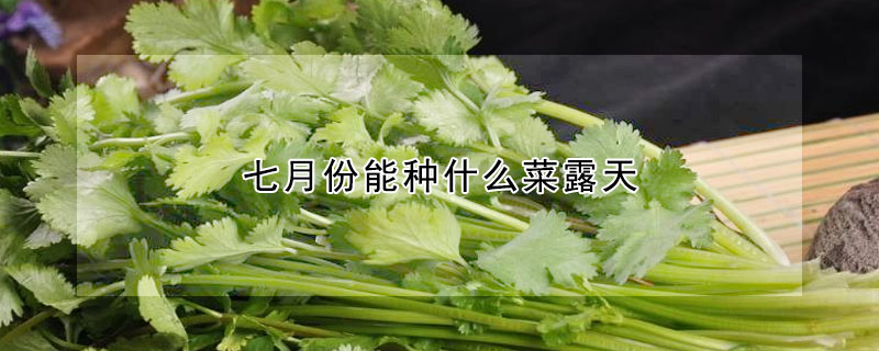 七月份能种什么菜露天