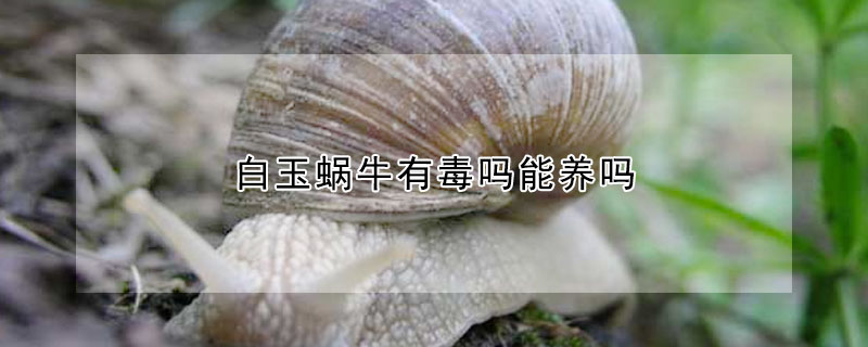 白玉蜗牛有毒吗能养吗