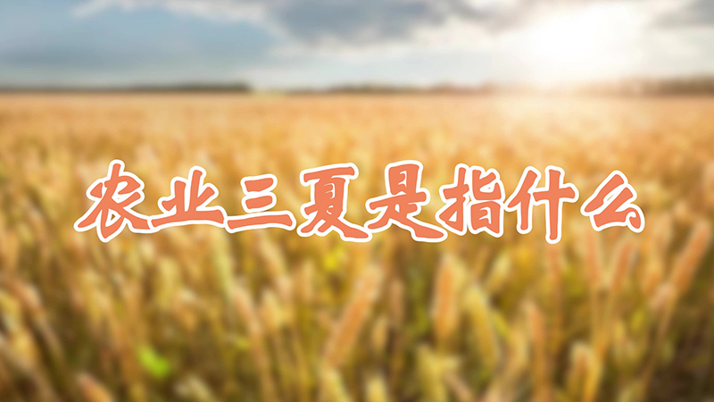 农业三夏是指什么