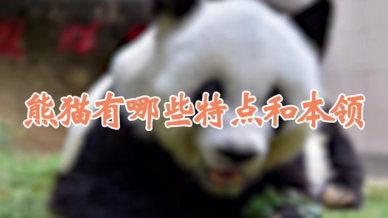 熊猫有哪些特点和本领