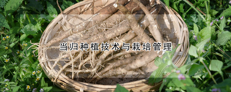 当归种植技术与栽培管理