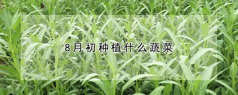 8月初种植什么蔬菜