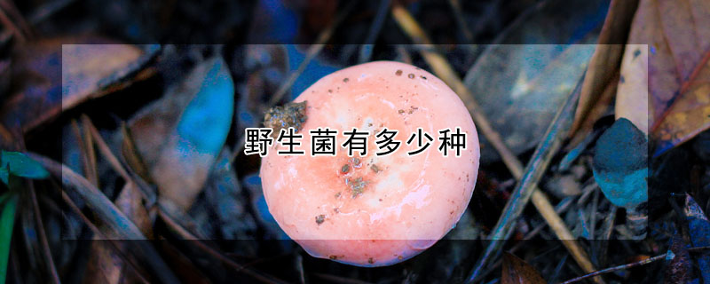 野生菌有多少种