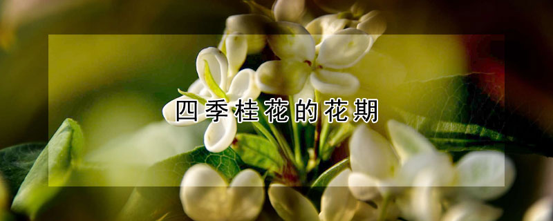 四季桂花的花期