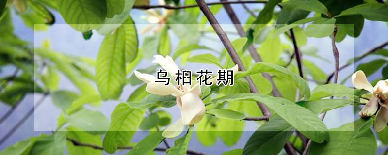 乌桕花期