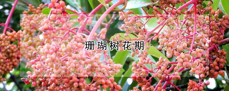 珊瑚树花期