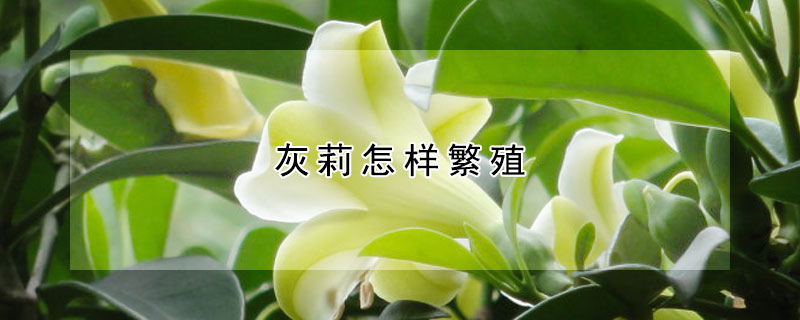 灰莉怎样繁殖