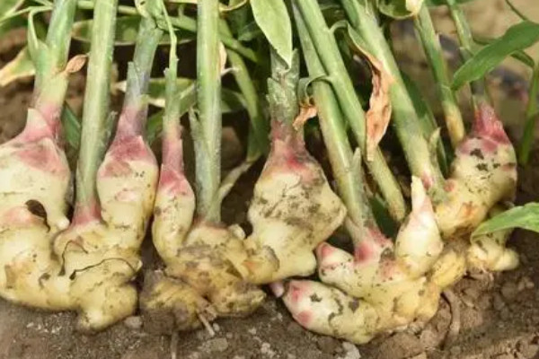 怎样种姜最好 生姜的最佳种植方法