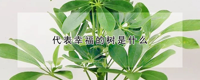 代表幸福的树是什么