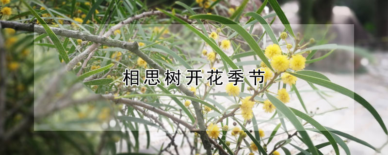 相思树开花季节