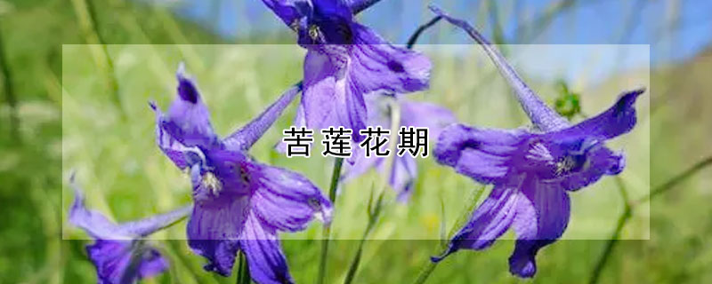 苦莲花期