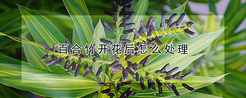 百合竹开花后怎么处理