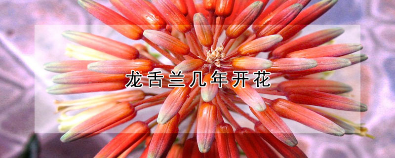 龙舌兰几年开花