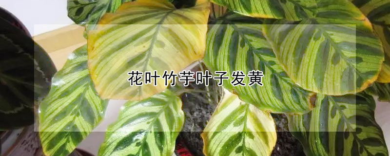 花叶竹芋叶子发黄