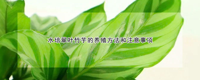 水培翠叶竹芋的养殖方法和注意事项