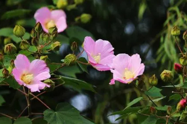 什么花最好养 家里最好养的花卉排名