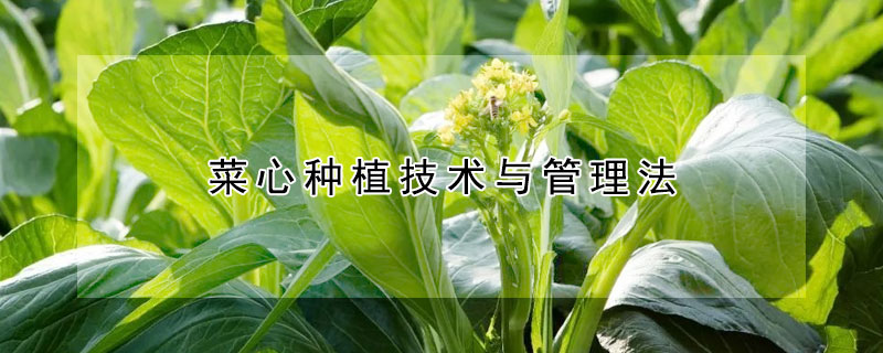 菜心种植技术与管理法