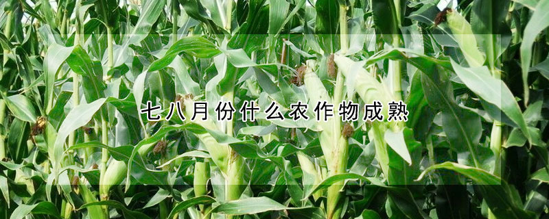 七八月份什么农作物成熟