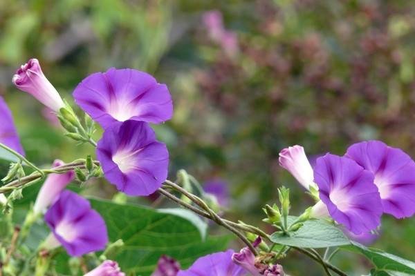 什么花期最长 花期最长最好养的花