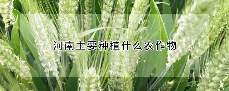 河南主要种植什么农作物