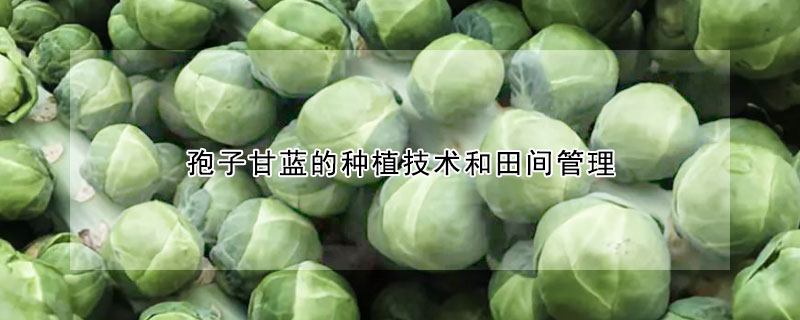 孢子甘蓝的种植技术和田间管理