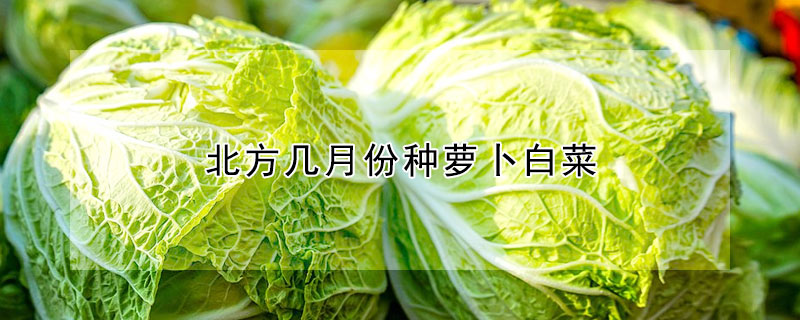 北方几月份种萝卜白菜