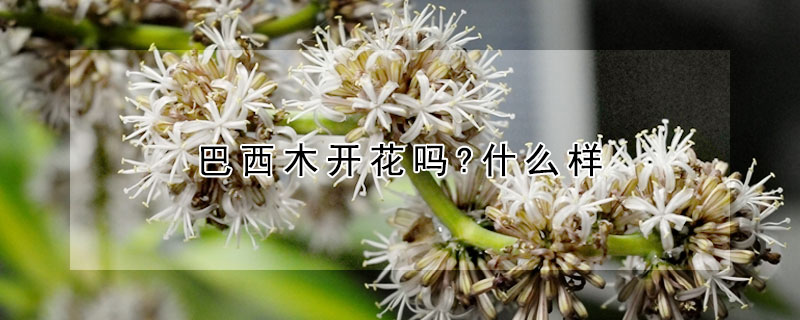 巴西木开花吗?什么样