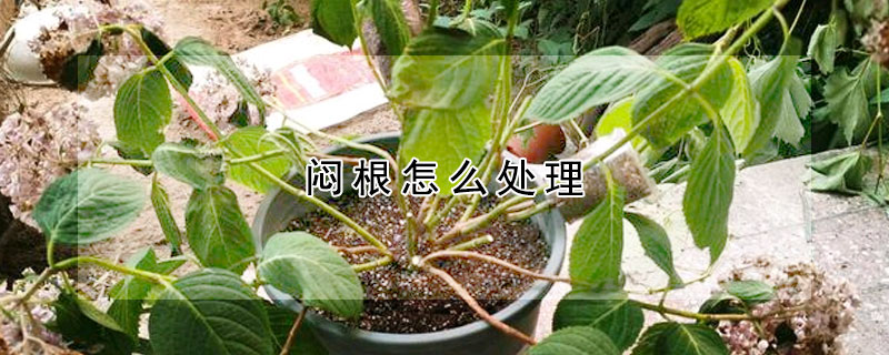 闷根怎么处理