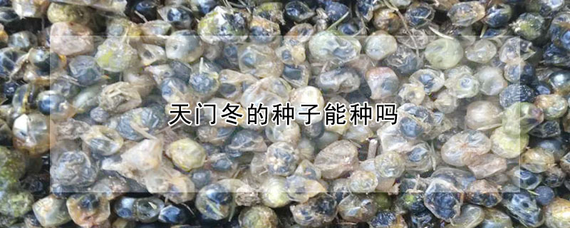 天门冬的种子能种吗