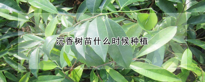 沉香树苗什么时候种植