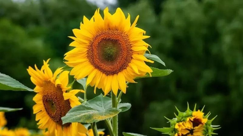 向日葵花語是什麼意思