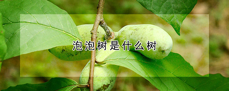 泡泡树是什么树