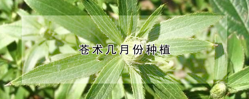 苍术几月份种植