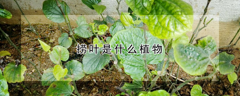 捞叶是什么植物