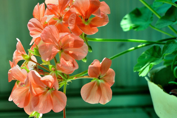 花季最长的花 花期最长的花排名