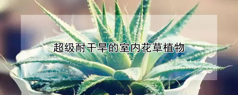 超级耐干旱的室内花草植物