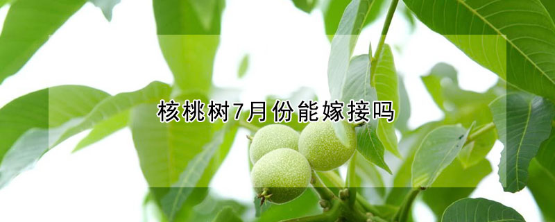 核桃树7月份能嫁接吗