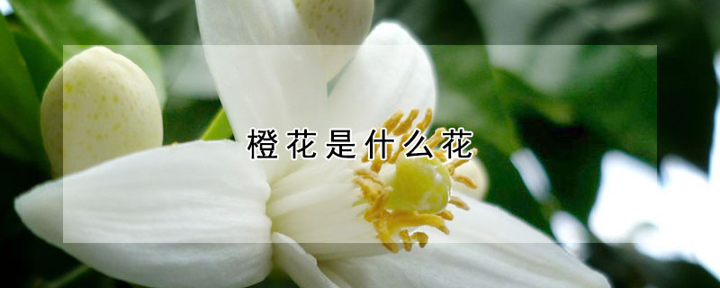 橙花是什么花