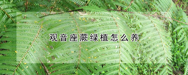 观音座蕨绿植怎么养